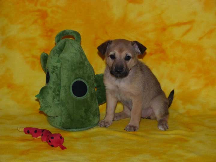 chinook puppy
